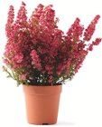 Bruyère en promo à 3,99 € chez Colruyt Bruyère dans le catalogue Colruyt