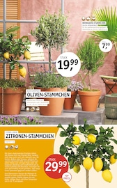 Aktueller ROSENGUT Langerwisch Prospekt mit Smartphone, "START IN DEN SOMMER!", Seite 5