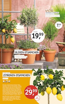 Rosmarin im ROSENGUT Langerwisch Prospekt "START IN DEN SOMMER!" mit 12 Seiten (Potsdam)