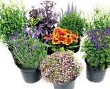 Stauden Angebote bei Wreesmann Freiberg für 1,99 €