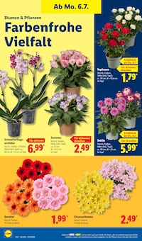 Blumen im Lidl Prospekt "LIDL LOHNT SICH" mit 62 Seiten (Augsburg)