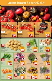 Blumen im REWE Prospekt in Leinfelden-Echterdingen Aktueller REWE Prospekt mit Blumen, "Dein Markt", Seite 11