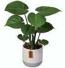 Plante verte exclusive en céramique dans le catalogue Lidl