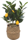 Plante artificielle en pot - HOME CREATION en promo chez Aldi Plante artificielle en pot - HOME CREATION dans le catalogue Aldi