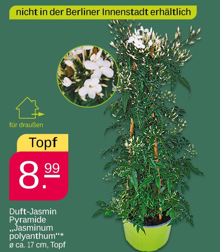 Duft-Jasmin Pyramide