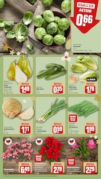 Pflanzen Angebot & Preis im aktuellen REWE Prospekt Pflanzen Angebot im aktuellen REWE Prospekt auf Seite 9