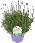 Lavendel im Angebot bei REWE in Hildesheim Lavendel Angebote bei REWE Hildesheim für 5,79 €