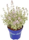 Silberne Strukturpflanze Angebote bei Penny Augsburg für 1,99 €