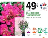 E.Leclerc Le Pian-Médoc - Promo Lilas des indes lagerstroemia Promo Lilas des indes lagerstroemia à 49,00 € dans le catalogue E.Leclerc à Le Pian-Médoc