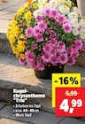 Kugel-chrysantheme Trio für 4,99 € bei Thomas Philipps im Angebot Kugel-chrysantheme Trio im aktuellen Thomas Philipps Prospekt