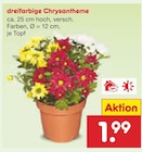 Netto Marken-Discount Groitzsch - dreifarbige Chrysantheme Angebot im Prospekt dreifarbige Chrysantheme bei Netto Marken-Discount im Groitzsch Prospekt für 1,99 €