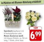 EDEKA Sternenfels - Spankorb oder Rosen Avalance weiß Angebot im Prospekt Spankorb oder Rosen Avalance weiß bei EDEKA im Sternenfels Prospekt für 6,99 €