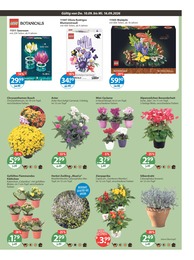 V-Markt Sträucher im Prospekt 