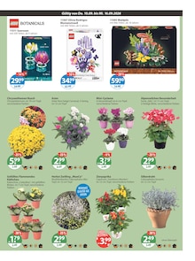 Chrysantheme im V-Markt Prospekt "V-Markt einfach besser einkaufen" mit 25 Seiten (München)