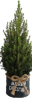 Aktuelle Weihnachtsbaum Angebote bei Hornbach in Hofheim (Taunus) Aktuelles Picea Angebot bei Hornbach in Hofheim (Taunus) ab 16,95 €