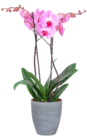 Schmetterlingsorchidee (Phalaenopsis) für 8,99 € bei OBI im Angebot Schmetterlingsorchidee (Phalaenopsis) im aktuellen OBI Prospekt