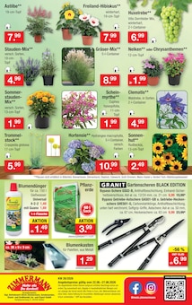 Blumen im Zimmermann Prospekt "Aktuelle Angebote" mit 10 Seiten (Magdeburg)