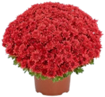 Chrysanthemen XL im Angebot bei Kaufland in Karlsruhe Chrysanthemen XL Angebote bei Kaufland Karlsruhe für 4,44 €