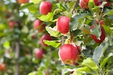 Promo Fruitiers à pépins INVIVO Nous on sème à 26,99 € dans le catalogue Jardiland à Blesmes