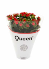 Kalanchoe von Gardenline für 1,89 € bei ALDI Nord im Angebot Kalanchoe von Gardenline im aktuellen ALDI Nord Prospekt