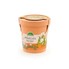 dm-drogerie markt Arnstorf - Anzuchtset "Möhrchen aus dem Becher" Angebot im Prospekt Anzuchtset "Möhrchen aus dem Becher" bei dm-drogerie markt im Arnstorf Prospekt für 5,95 €