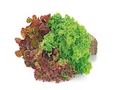 Aktuelles Wurzelsalat Salattrio Angebot bei REWE in Frankfurt (Main) ab 1,00 €