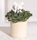 Plante Fleurie en promo chez Super U Amiens à 6,99 €