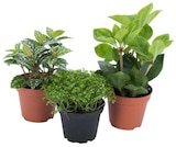 Plante verte en promo à 1,79 € chez Carrefour Plante verte dans le catalogue Carrefour