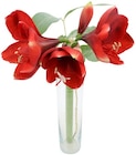 Aktuelle Zimmerpflanzen Angebote bei Penny in Berlin Aktuelles Amaryllis Angebot bei Penny in Berlin ab 2,49 €