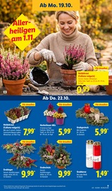 Grabpflege im Lidl Prospekt in Leipzig Aktueller Lidl Prospekt mit Grabpflege, "LIDL LOHNT SICH", Seite 19