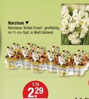 Narzisse von  im aktuellen V-Markt Prospekt für 2,29 €