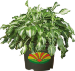 Garten-Funkie (Hosta undulata) für 12,99 € bei Globus-Baumarkt im Angebot Garten-Funkie (Hosta undulata) im aktuellen Globus-Baumarkt Prospekt