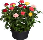 Rosier arlequin en promo chez Lidl Rosier arlequin dans le catalogue Lidl