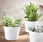 Succulente pot 14 cm en promo chez Intermarché Succulente pot 14 cm dans le catalogue Intermarché