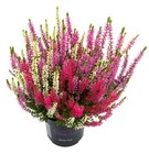 Hagebaumarkt Boizenburg - Knospenheide 'Beauty Ladies Starlight' Trio Angebot im Prospekt Knospenheide 'Beauty Ladies Starlight' Trio bei Hagebaumarkt im Boizenburg Prospekt für 2,79 €