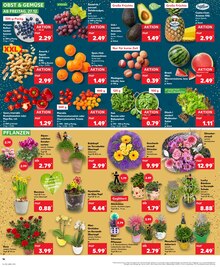 Blumentopf im Kaufland Prospekt "KNÜLLER" mit 32 Seiten (Saarbrücken)