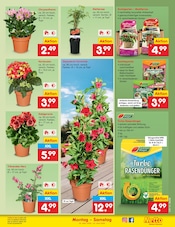 Ähnliche Rosenstamm Angebote im Prospekt "Aktuelle Angebote" von Netto Marken-Discount Ähnliches Angebot bei Netto Marken-Discount in Prospekt "Aktuelle Angebote" gefunden auf Seite 29