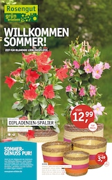 ROSENGUT Langerwisch Prospekt "WILLKOMMEN SOMMER!", 12 Seiten, 13.05.2026 - 13.05.2026 Aktueller ROSENGUT Langerwisch Prospekt, "WILLKOMMEN SOMMER!", mit Angeboten der Woche, gültig von 13.05.2026 bis 13.05.2026