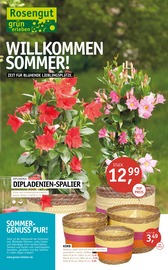 ROSENGUT Langerwisch Garten & Pflanzen Prospekt der aktuellen Woche mit 12 Seiten, gültig von 13.05.2026 bis 24.05.2026, in Michendorf und Umgebung Aktueller ROSENGUT Langerwisch Garten & Pflanzen Prospekt in Michendorf und Umgebung, "WILLKOMMEN SOMMER!" mit 12 Seiten, 13.05.2026 - 24.05.2026