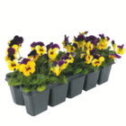 Hornveilchen/Stiefmütterchen für 1,99 € bei toom Baumarkt im Angebot Hornveilchen/Stiefmütterchen im aktuellen toom Baumarkt Prospekt