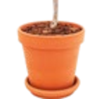 Olivenbaum von FloraSelf für 39,95 € bei Hornbach im Angebot Olivenbaum von FloraSelf im aktuellen Hornbach Prospekt