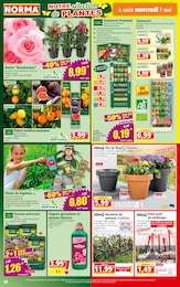 Prix et réduction Cerise dans le prospectus Norma en cours Offre Cerise dans le catalogue Norma du moment à la page 16