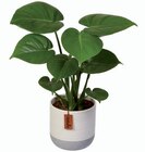Plante verte exclusive en céramique en promo chez Lidl Lyon à 6,49 €