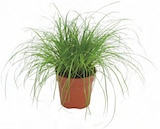 Katzengras von Kölle für 2,99 € bei Pflanzen Kölle im Angebot Katzengras von Kölle im aktuellen Pflanzen Kölle Prospekt