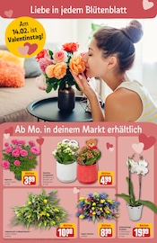 Ähnliches Angebot bei REWE in Prospekt "Dein Markt" gefunden auf Seite 8