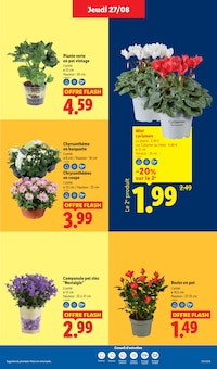 Promotion Plante Verte dans le prospectus Lidl, valable du 27/08/2026 au 02/09/2026 Promo Plante Verte dans le catalogue Lidl du moment à la page 29