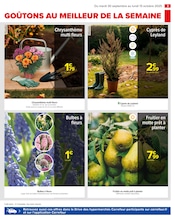 Chrysanthèmes Angebote im Prospekt "PRÉPAREZ L’AUTOMNE : JARDIN - BRICOLAGE" von Carrefour auf Seite 5