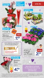 Zimmerpflanzen Angebot im aktuellen ALDI SÜD Prospekt auf Seite 23