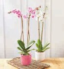 Orchidée Phalaenopsis en promo chez U Express Poitiers à 12,99 €