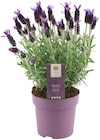 Schopf-Lavendel "Anouk" Angebote bei REWE Ludwigsburg für 2,89 €